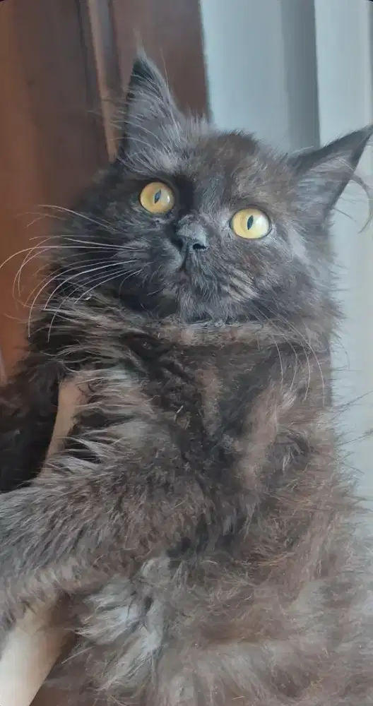 Kucing british long hair