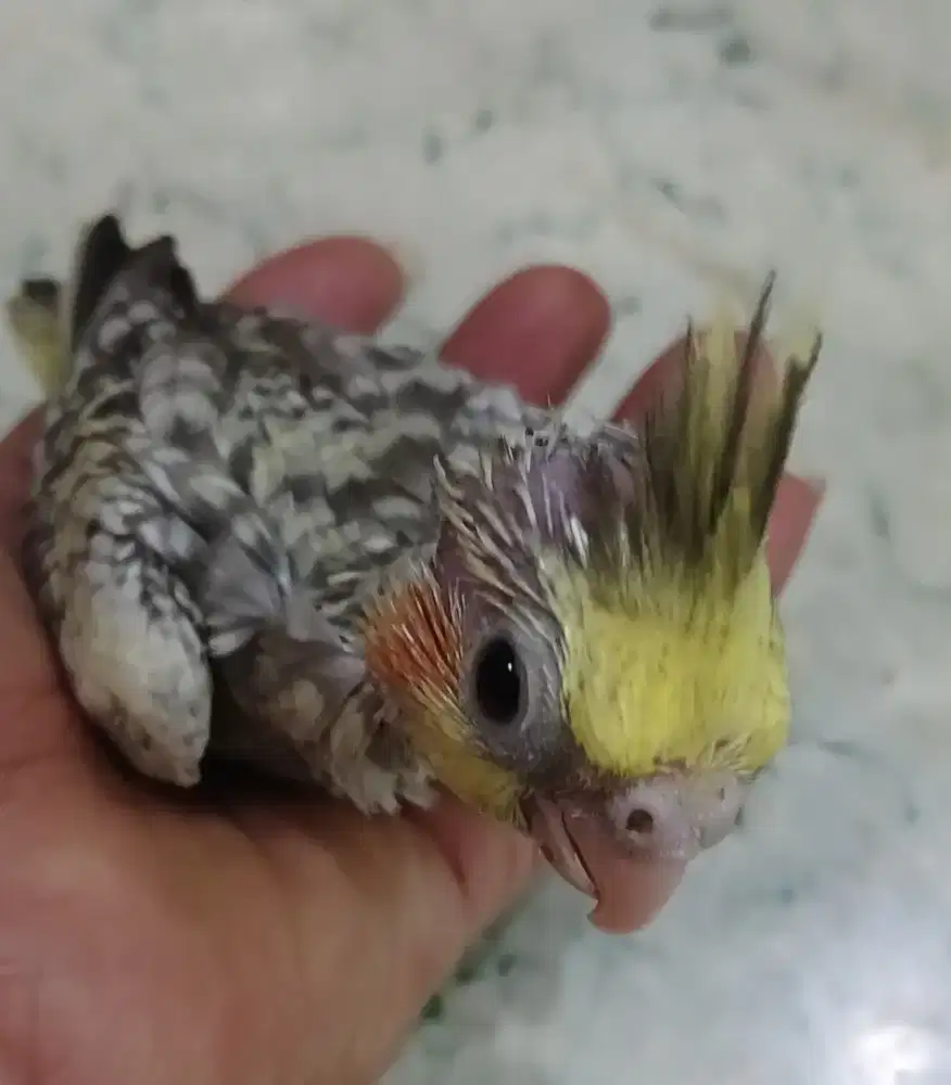 Burung falk cockateil