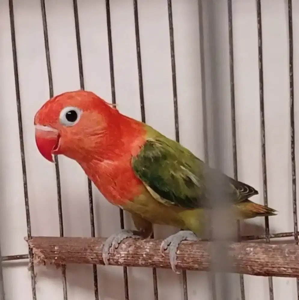 Burung lovebird