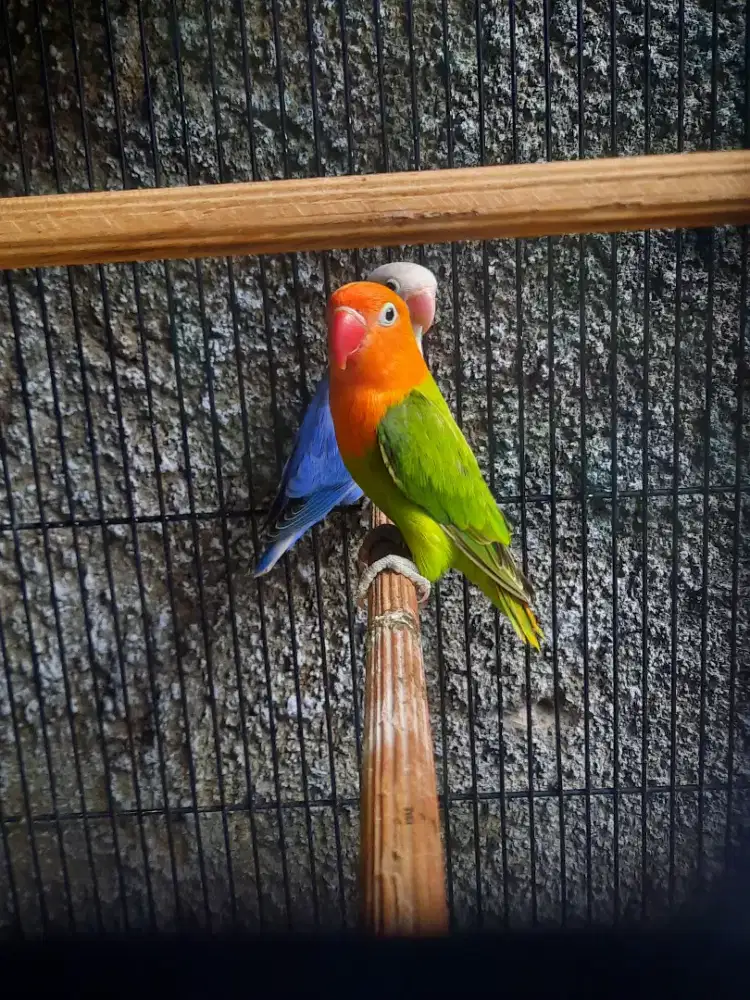 Lovebird Biola Green Bagus Kualitas