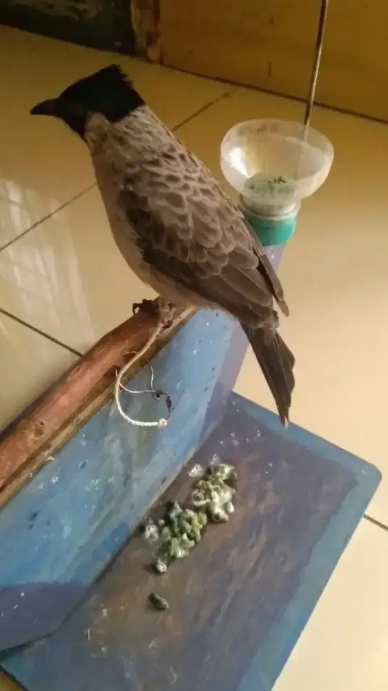 Kutilang pikat gacor