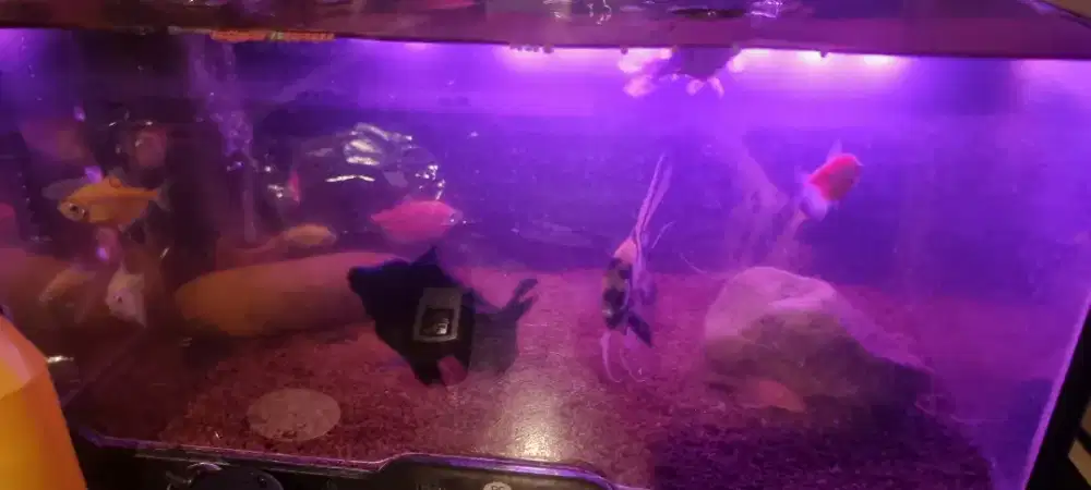 Jual Aquarium plus ikan dan filter