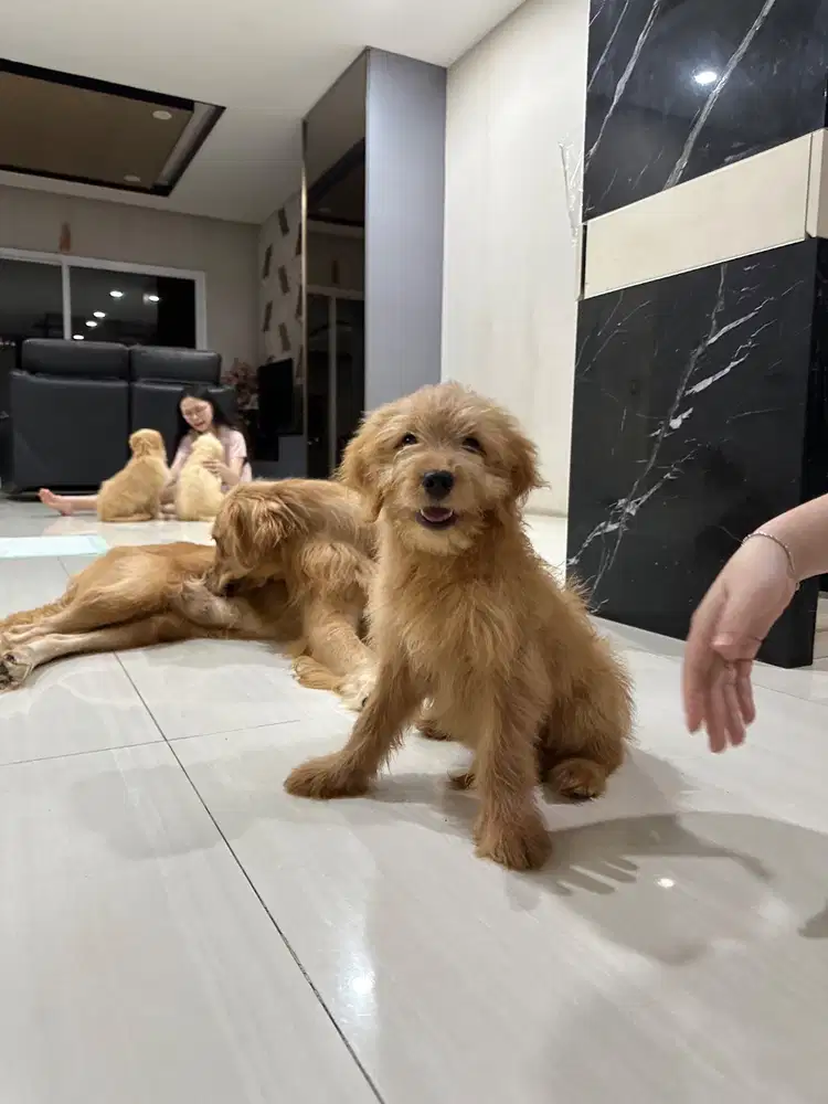 Puppy golden retriever jantan betina