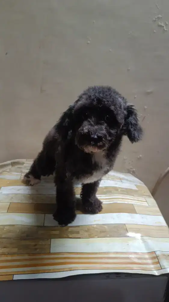 Anjing Poodle hitam