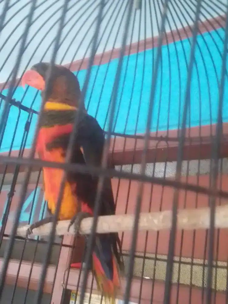 LOVEBIRD BRISIK SEMI JINAK 2 JUTA FULSET,,