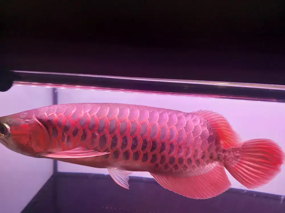 Arwana Super Red 37 cm up