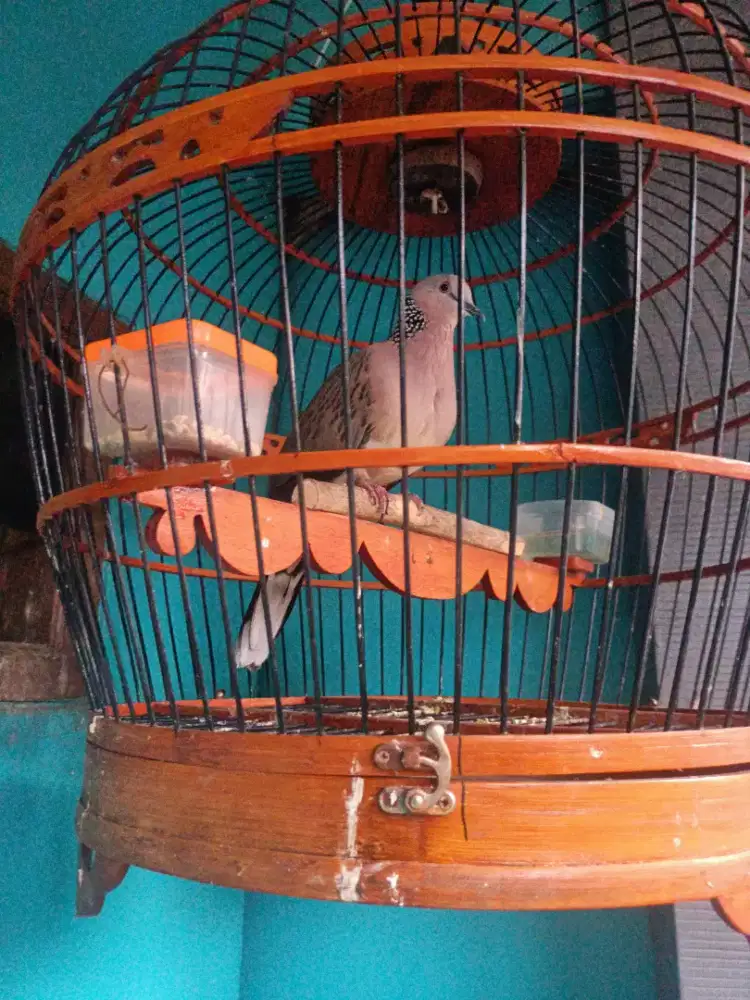 Burung tekukur derkuku Kelantan