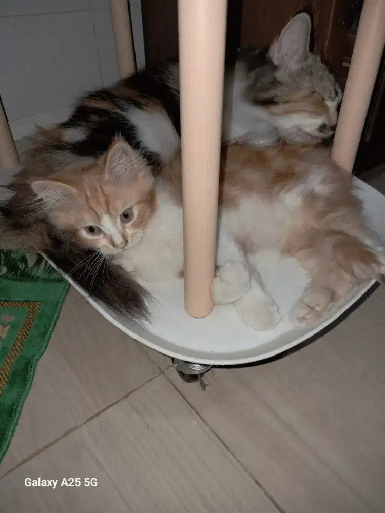 Anakan kucing  jantan