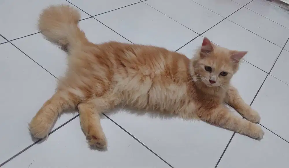 Kucing persia golden