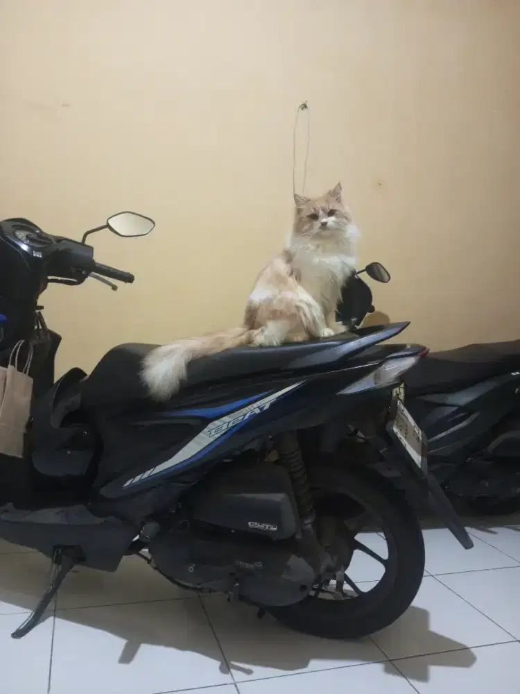 Sepasang Persia Himalaya