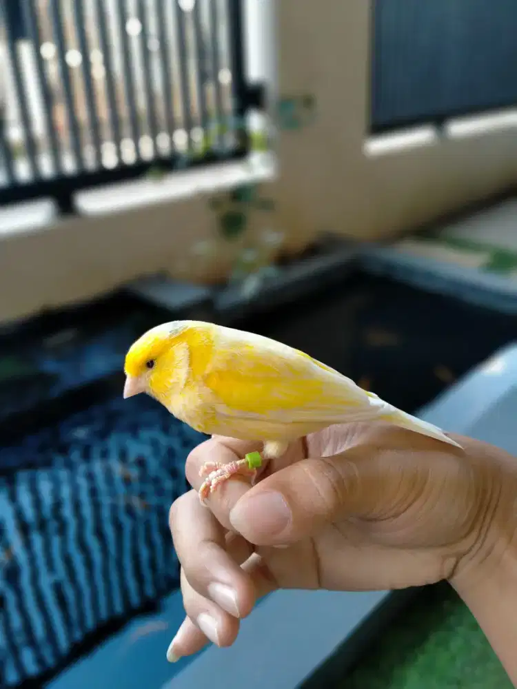 Burung kenari jinak