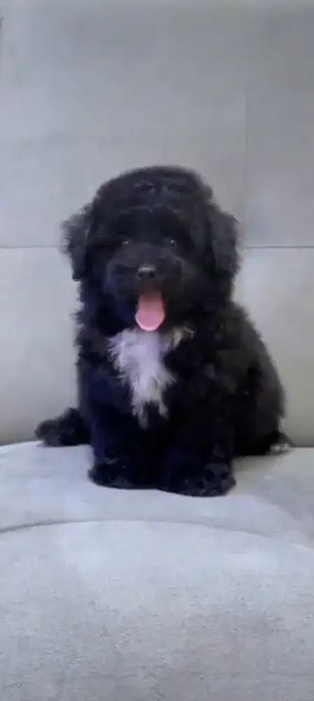 Anak anjing toy poodle