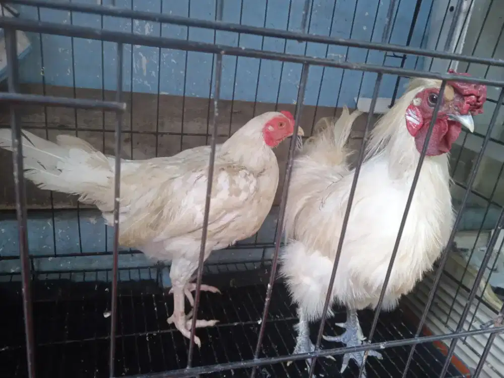 Sepasang ayam jantan kapas putih dan betina blasteran Bangkok putih