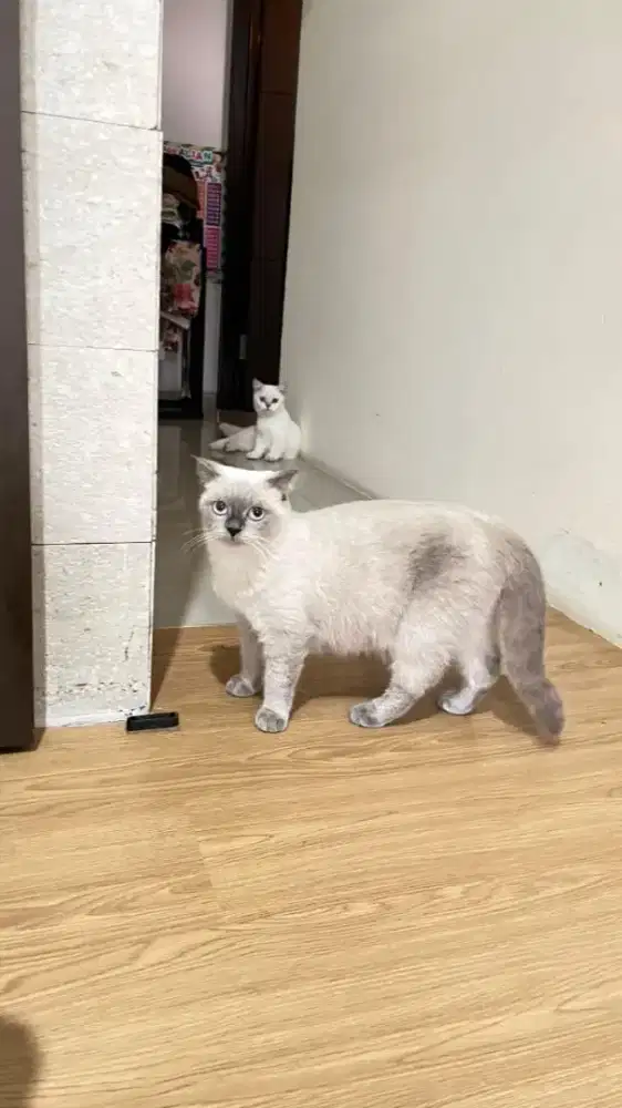 Scottish straight blue point