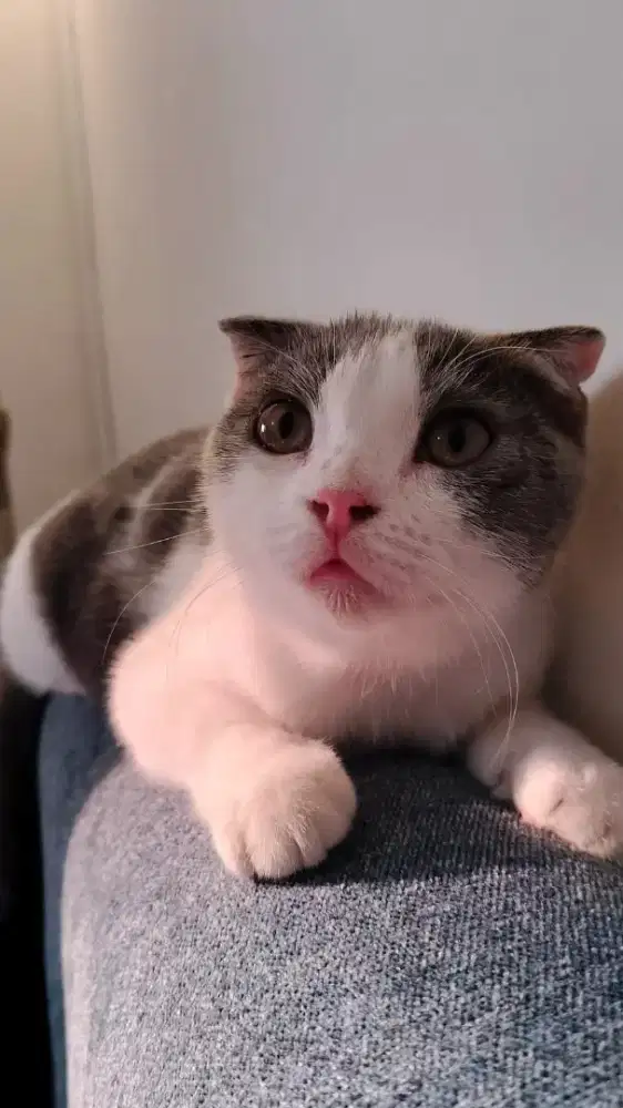 Kucing Scottish Fold