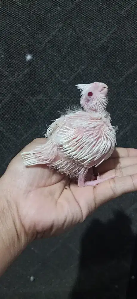 Parkit Australia - Falk Albino MM