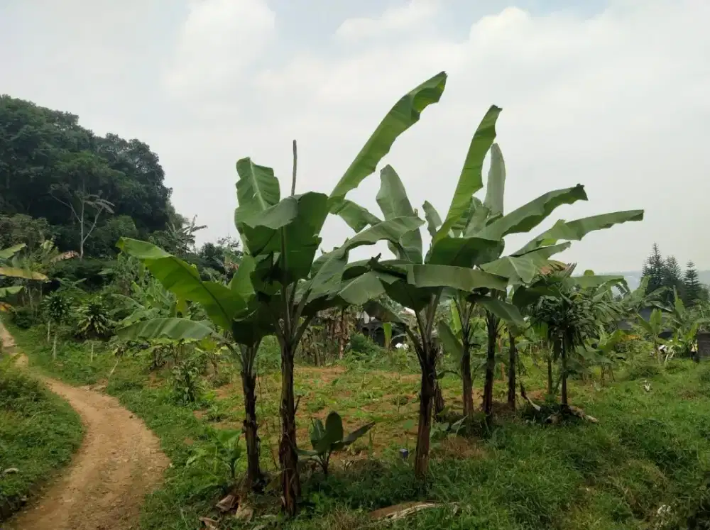 Di jual cepat dan murah