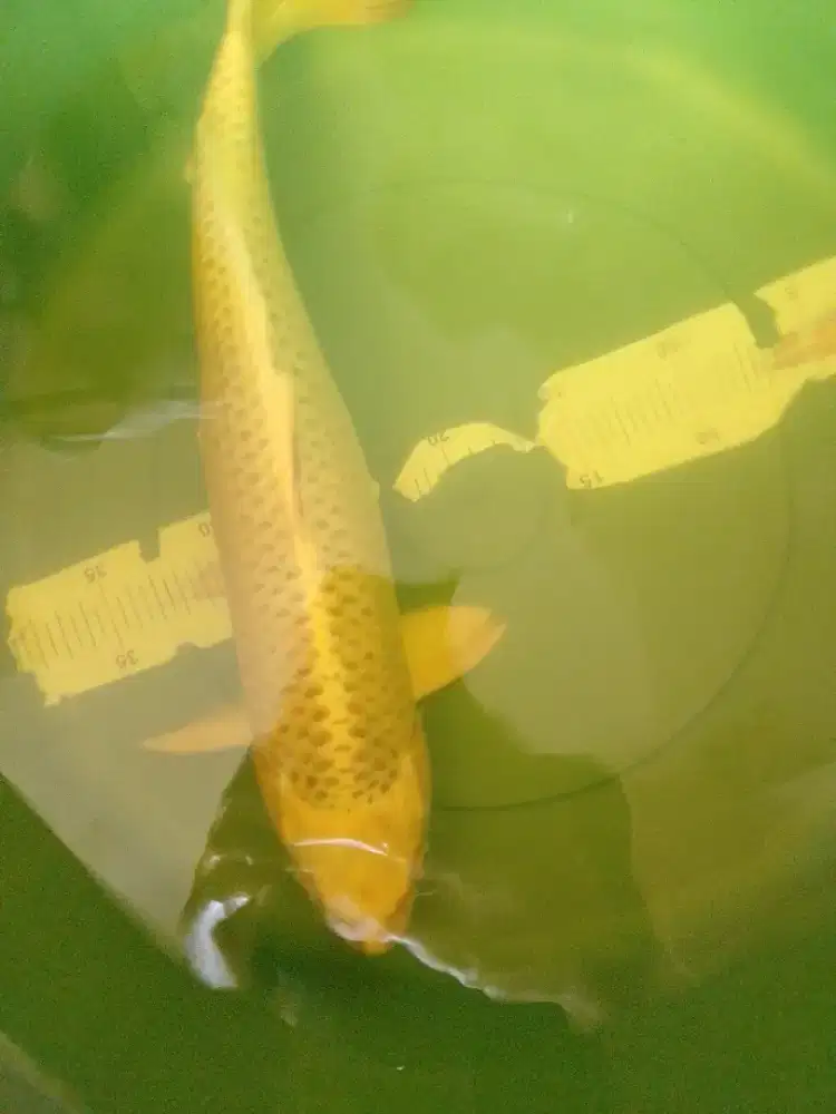 Ikan koi Mukashi yellow silver 42cm male