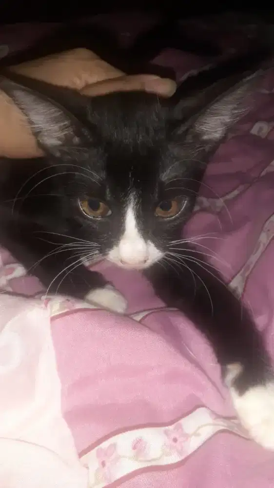 Bismillah. Open adop cari yg amng edisi bnyk kucing yg ku rescue