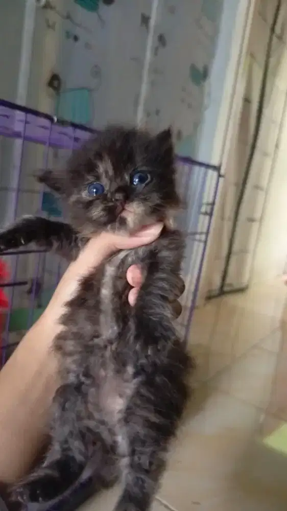 Lepas adopt kitten persia medium bigbone usia 6 minggu