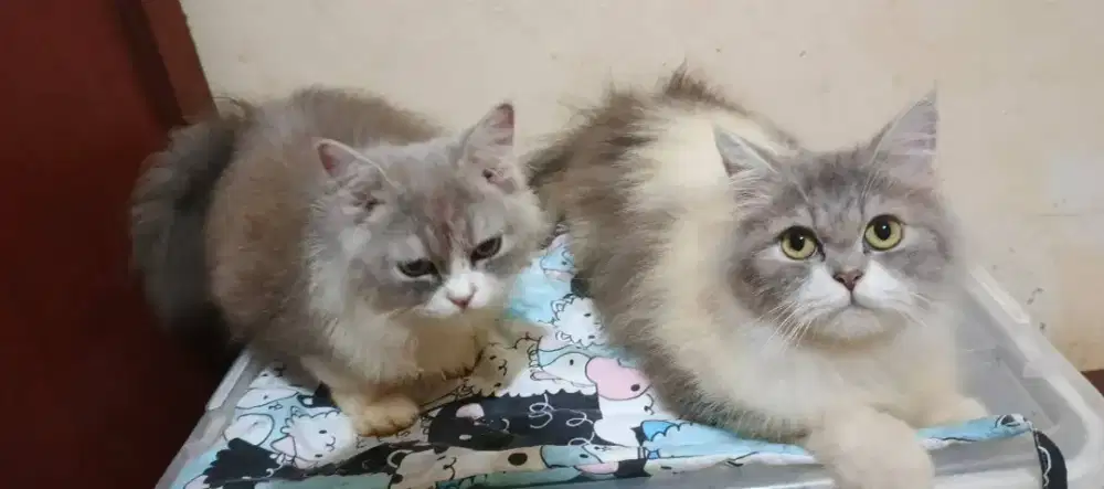 Silahkan yang berminat adopsi gratis (seikhlas nya)