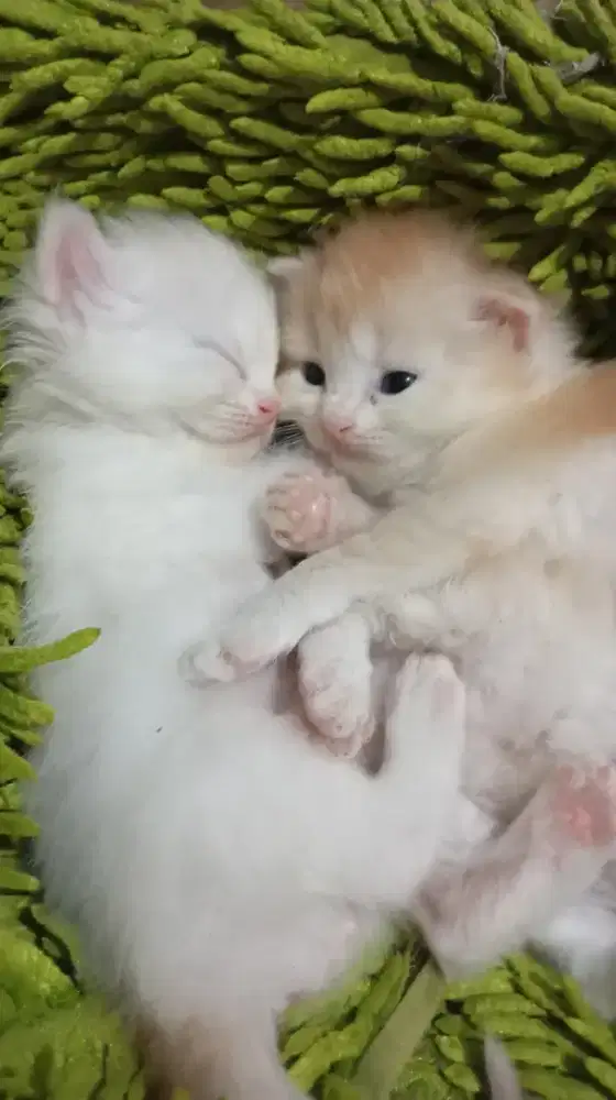 Peak nose Betina + anaknya 3