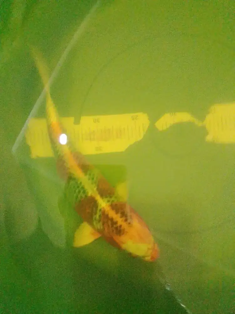 Ikan koi jenis Kujaku 32cm HQ