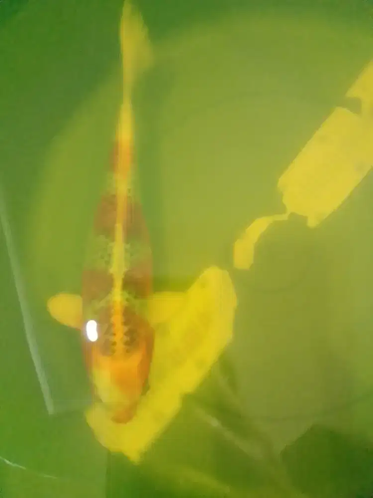 Ikan koi jenis Kujaku 30cm HQ