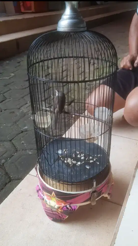 Ciblek Ciwah gacor jinak