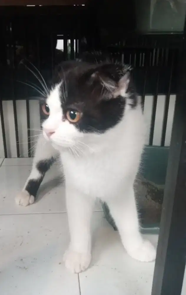 Kucing Scottish Fold