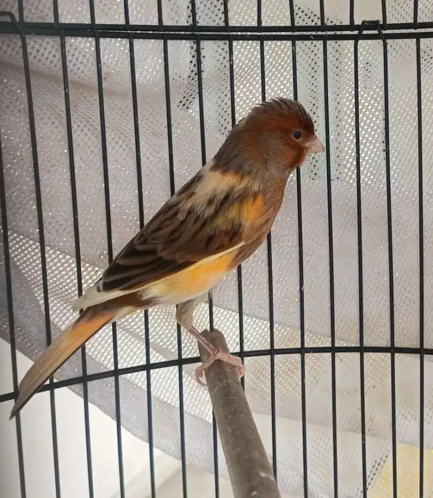 Burung kenari warna cantik