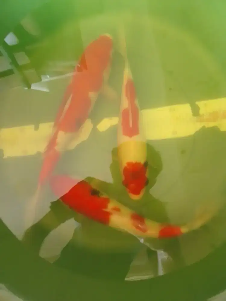 Ikan koi jenis Showa size 30-32cm grade A