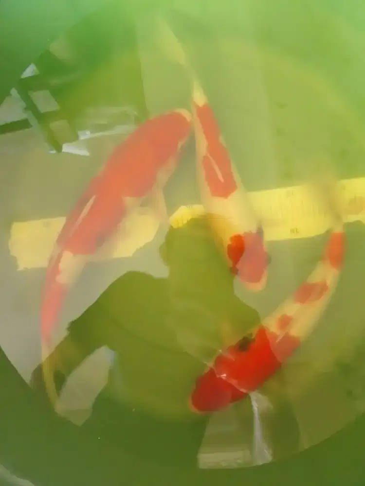 Ikan koi jenis Showa grade A ukuran 30-32cm