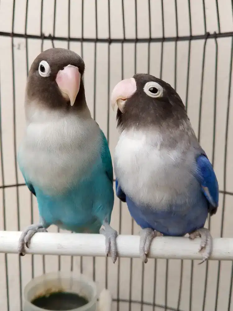 Burung lovebird sepasang jodohan siap ternak