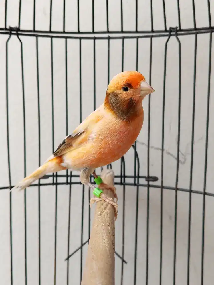 Burung kenari loper gacoran atas bawah