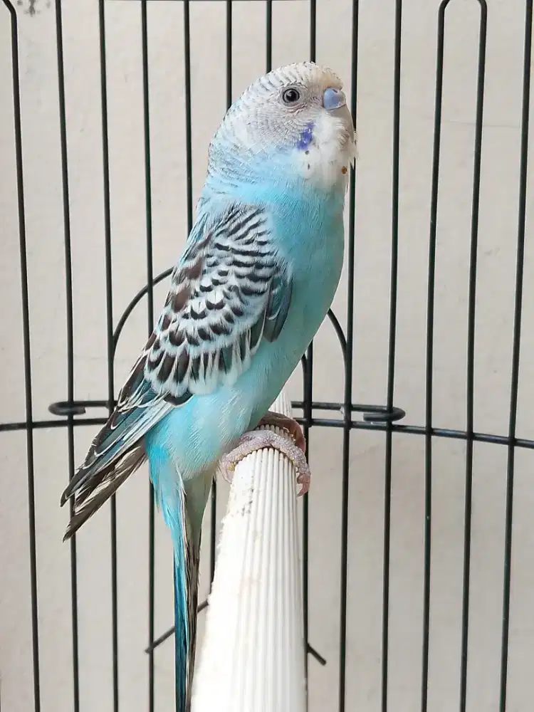 Parkit jantan ganteng siap masuk kandang ternak