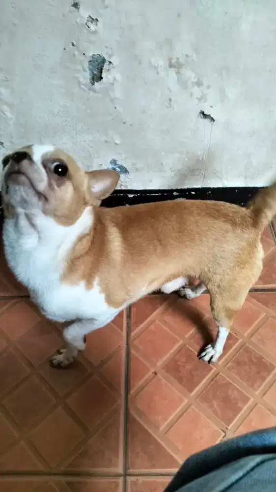 Chihuahua jantan 18bln & 4 bln