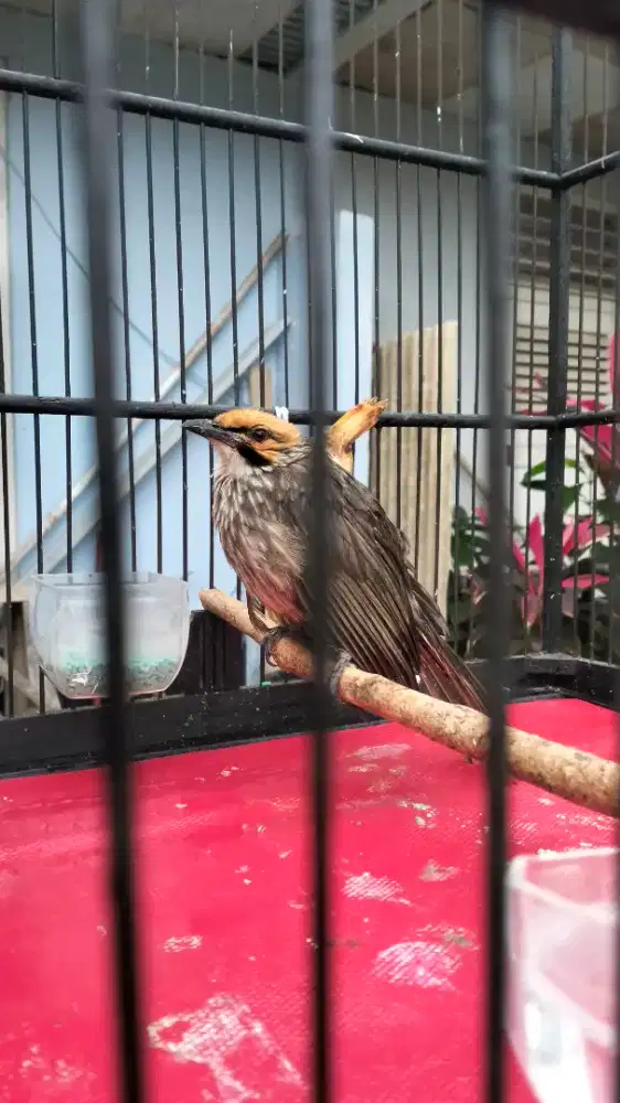 Cucak rowo jantan dna