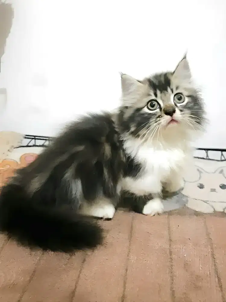 Munchkin cebol Jantan