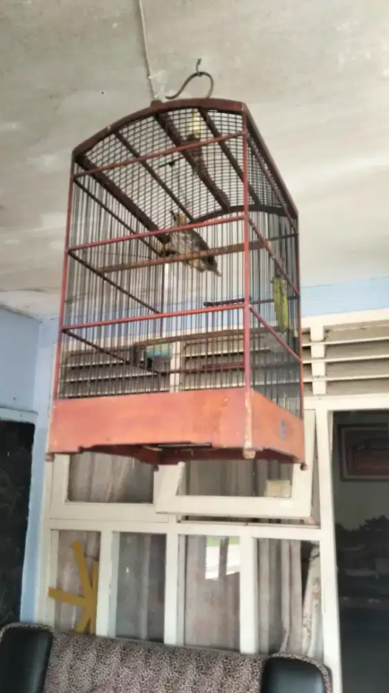 Cucak rowo betina dna