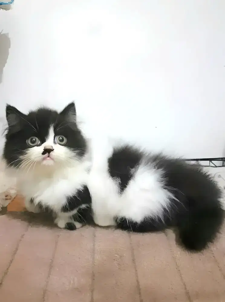 Kucing munchkin cebol jantan