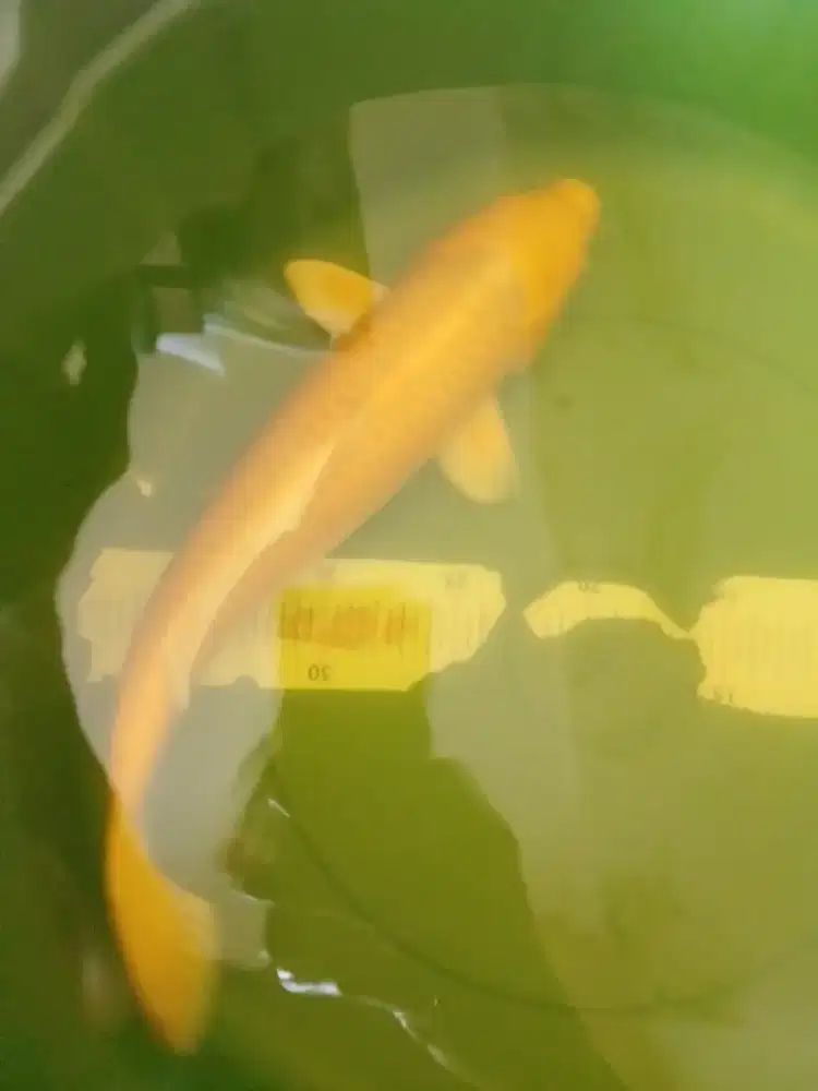 Ikan koi jenis Ogon yellow 36cm