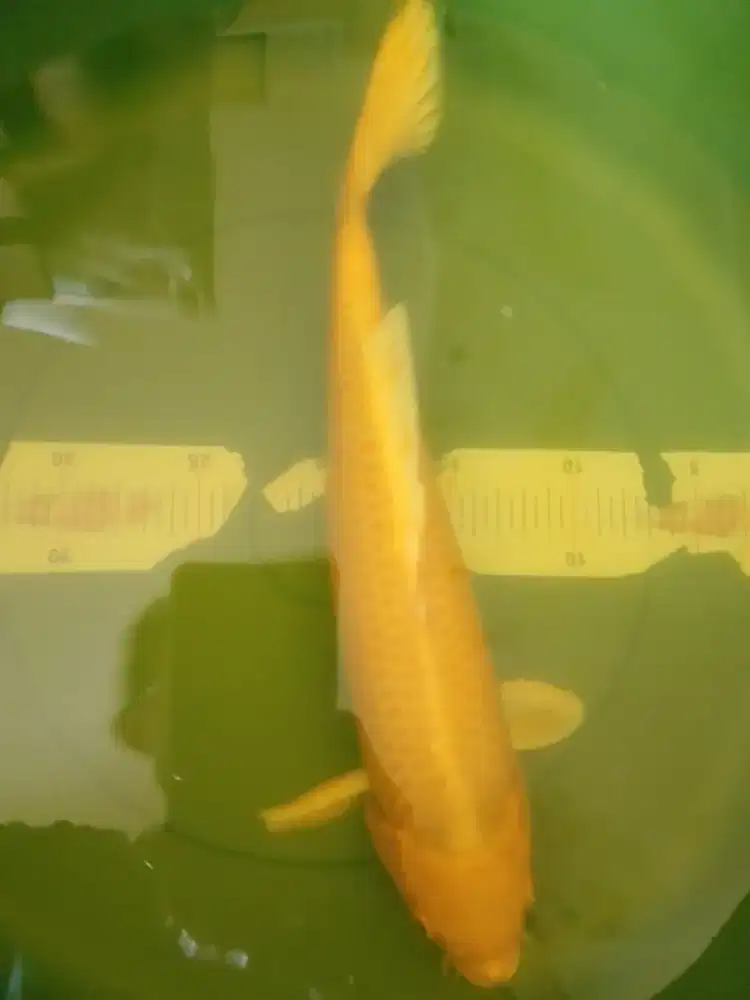 Ikan koi jenis Ogon yellow 36cm