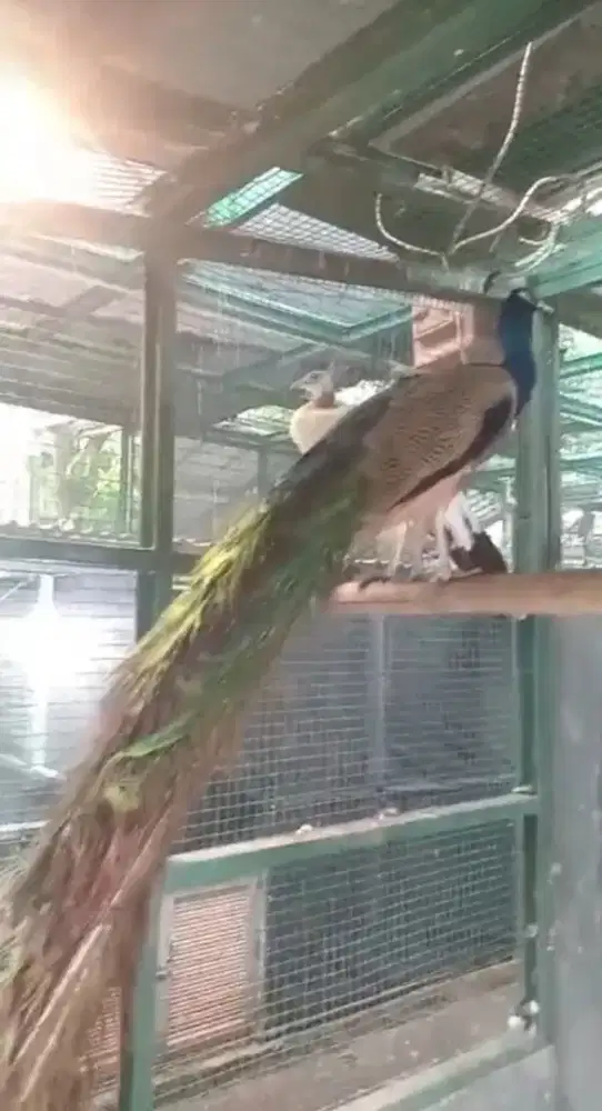 Di Jual Indukan Burung Impor India Sepasang Produksi.Pisik super mulus