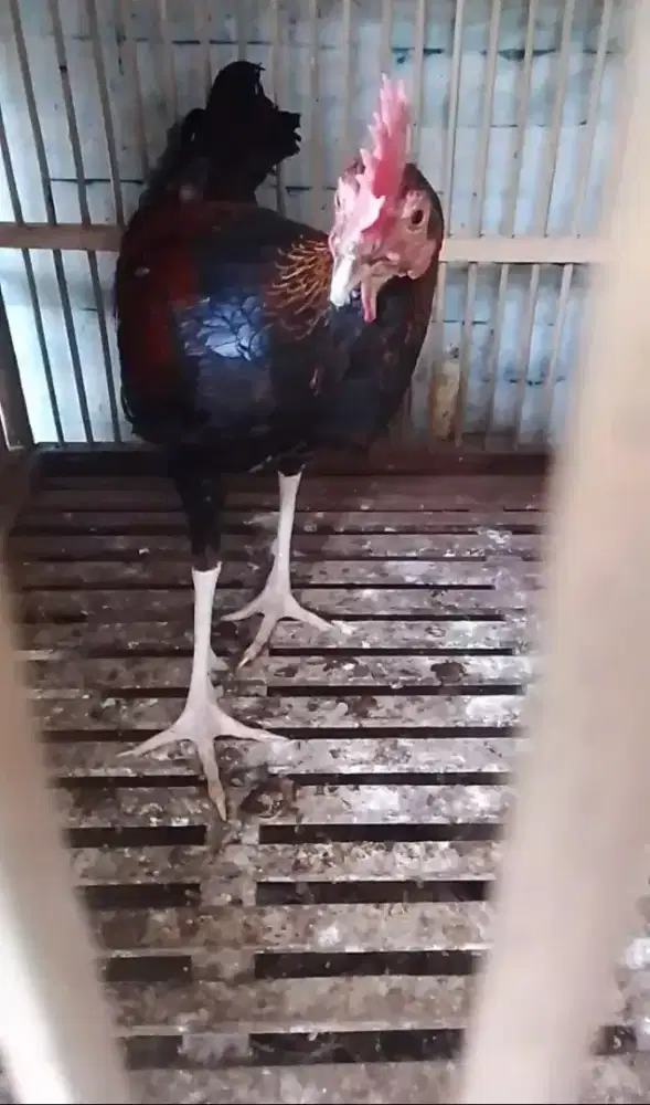Ayam Bekisar Merah jengger tegak