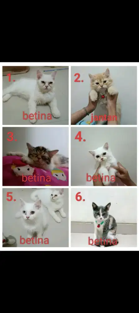 Open adopt kucing