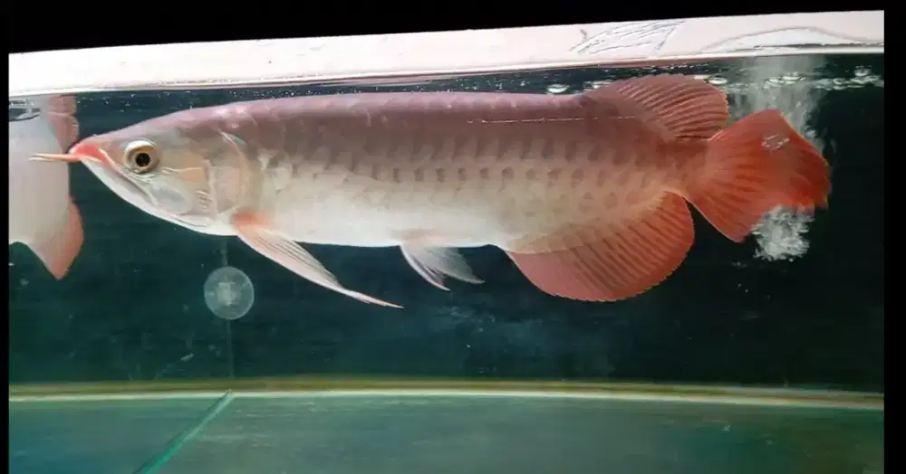 Arwana super red 30cm