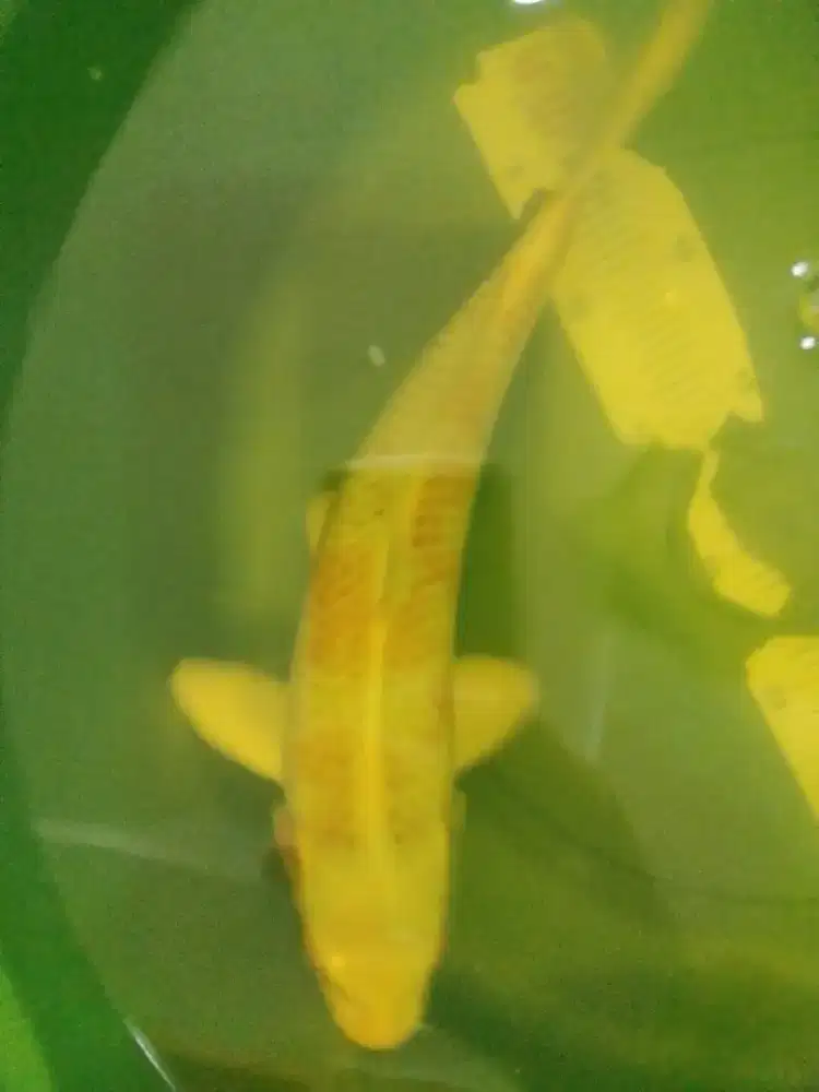 Ikan koi jenis Kujaku 33cm HQ