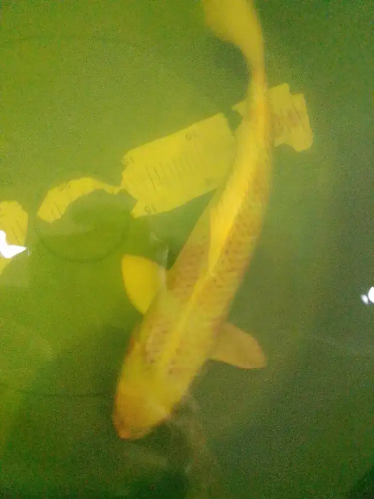Ikan koi jenis Kujaku 33cm High quality