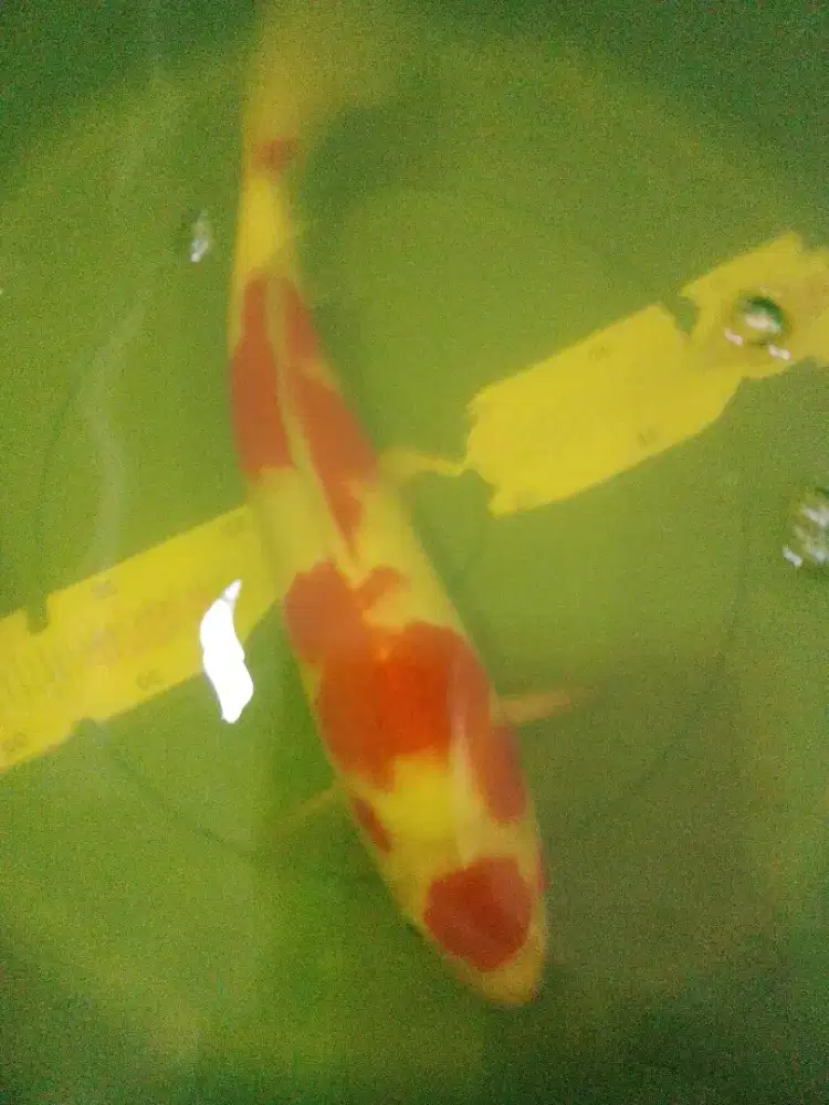 Ikan koi jenis Kohaku pola maruten 34cm